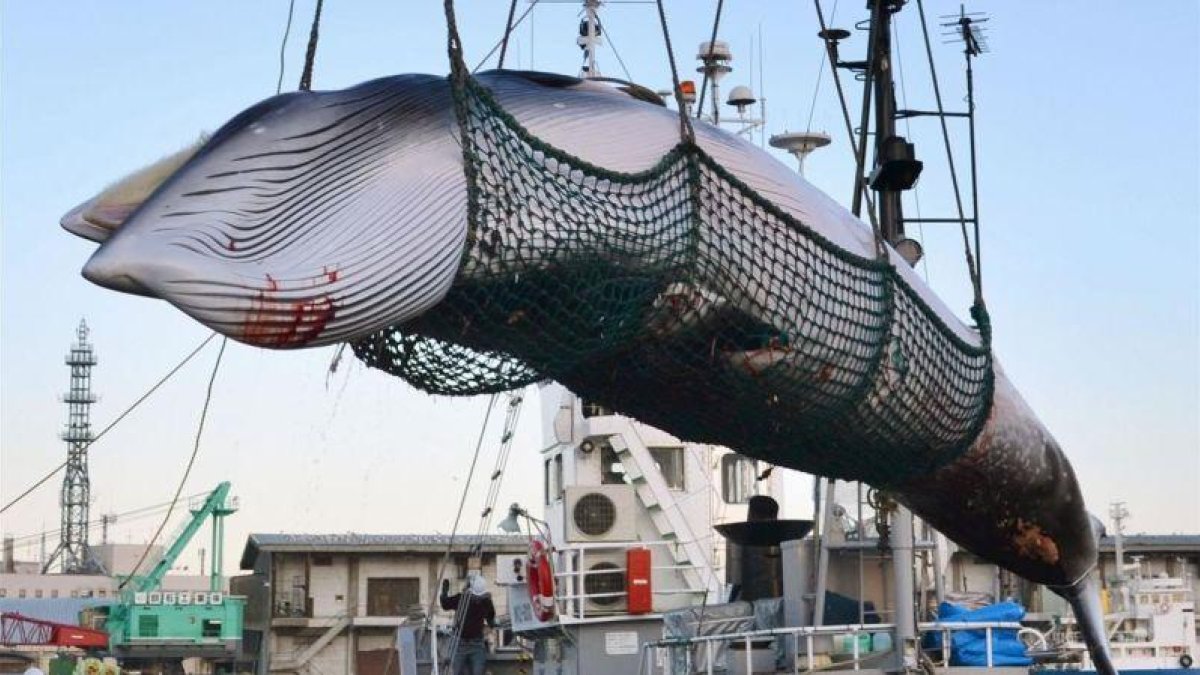 Captura de una ballena con fines científicos en Japón.-EL PERIÓDICO