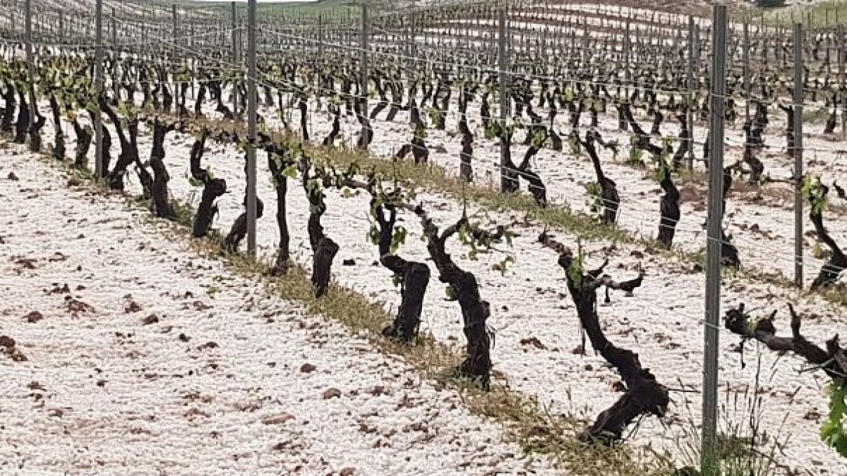 Imagen del granizo que cayó el domingo por la tarde cubriendo el terreno en un viñedo. L. V.