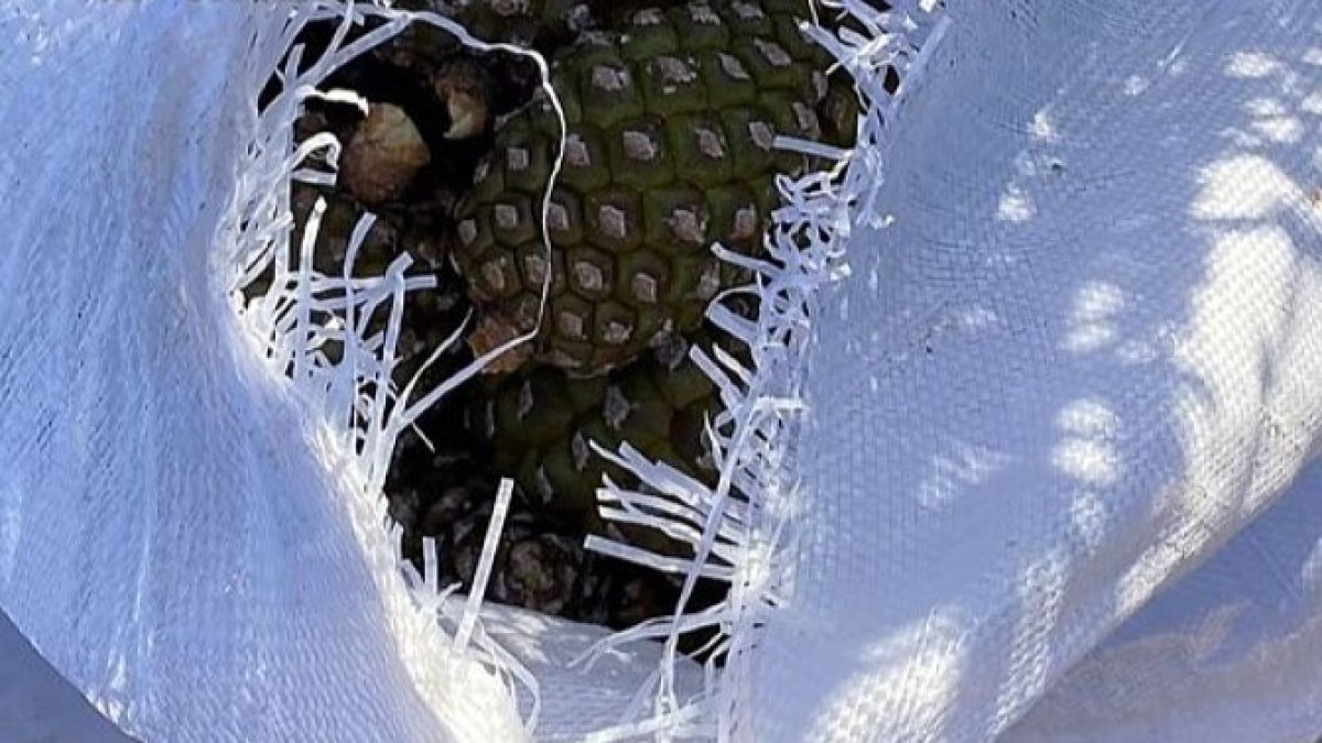 Un agente abre uno de los sacos con piñas. ECB