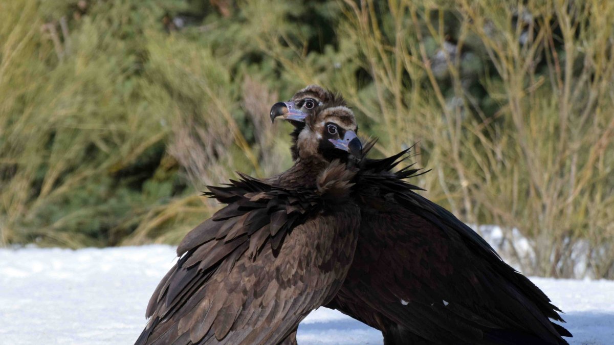 La pareja de buitres negros Benigno y Canaleja, en la fotografía, ha sacado adelante su pollo en la Sierra de la Demanda. GREFA.