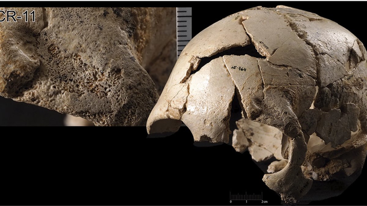 El estudio ha analizado 2.000 fragmentos de hueso. JAVIER TRUEBA