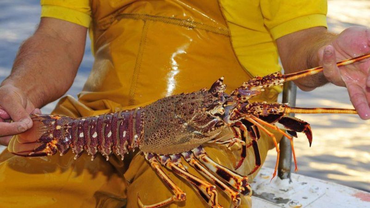 El restaurante Charlottes Legendary Lobster Pound prefiere colocar con marihuana a las langostas antes de cocinarlas-FACEBOOK