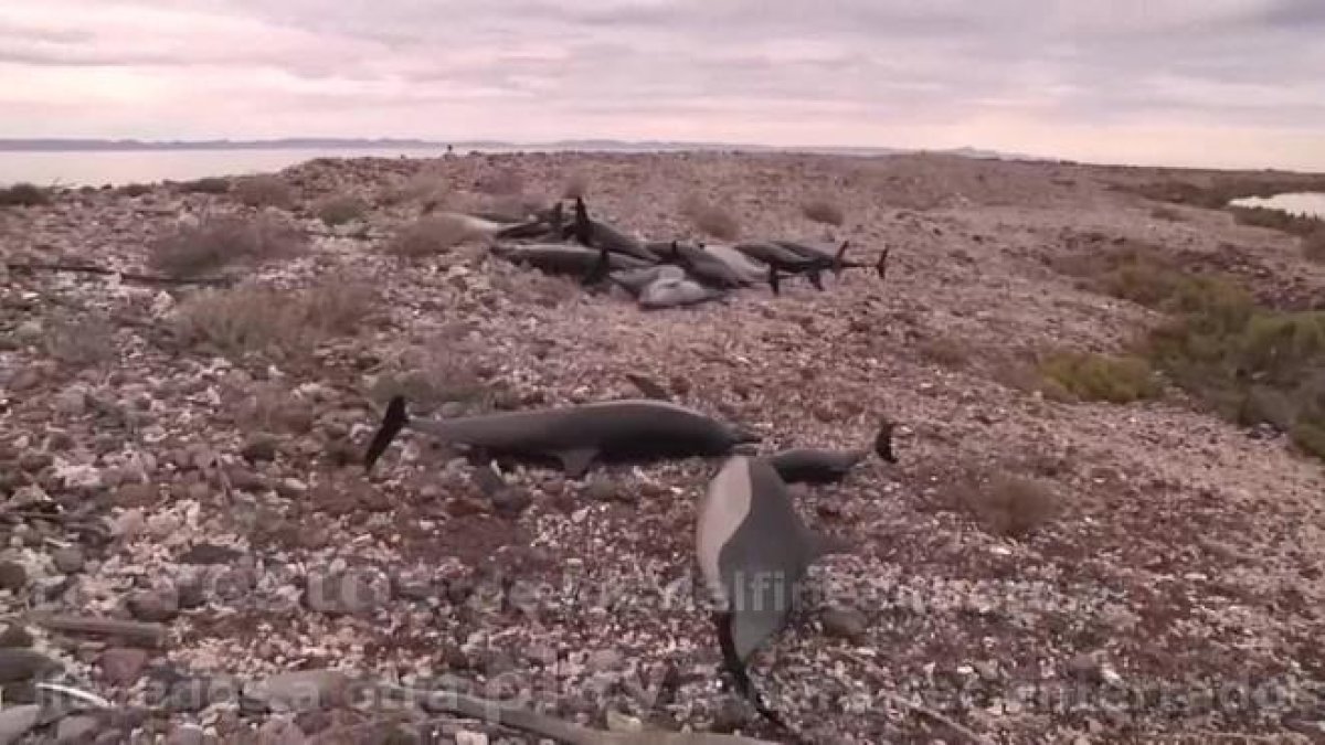 Un grupo de 52 delfines estaba varados por causas desconocidas en la playa Salinita, en la isla San José Nepomuceno-/ EFE VÍDEO