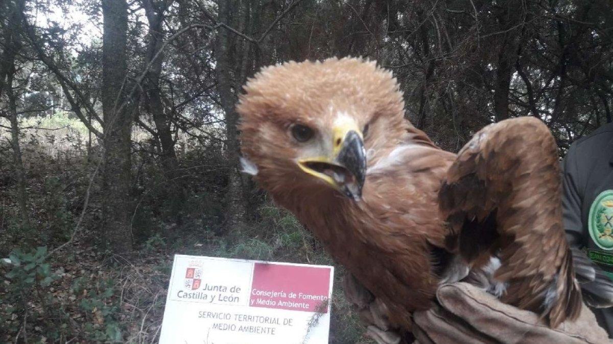 Personal de la Junta rescata un pollo de águila imperial en la comarca de Aranda de Duero. JUNTA DE CASTILLA Y LEÓN
