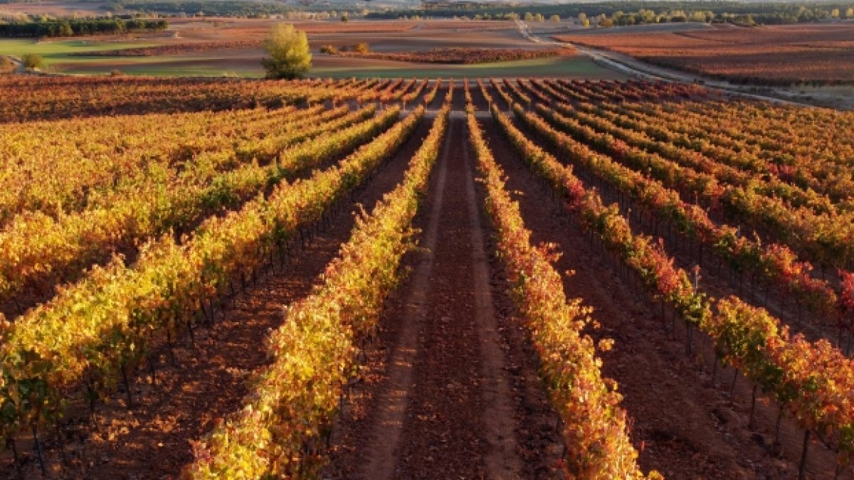 Ribera del Duero quiere seguir creciendo