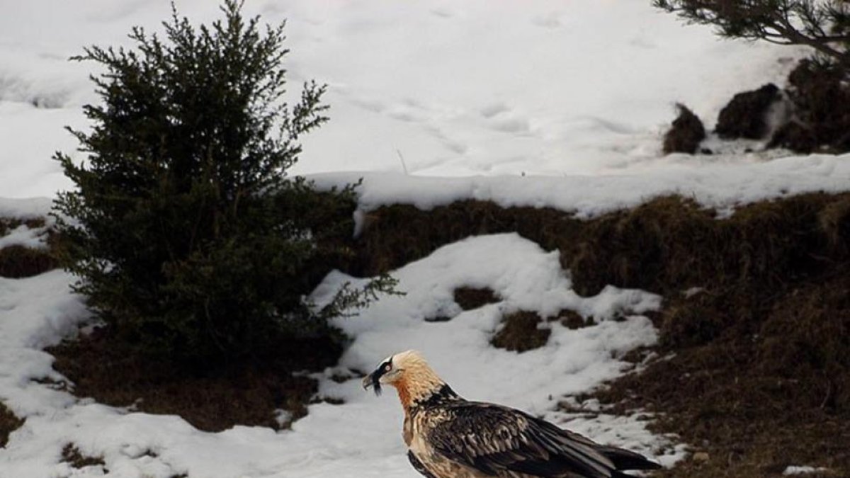 Un ejemplar de quebrantahuesos en los Picos de Europa.-