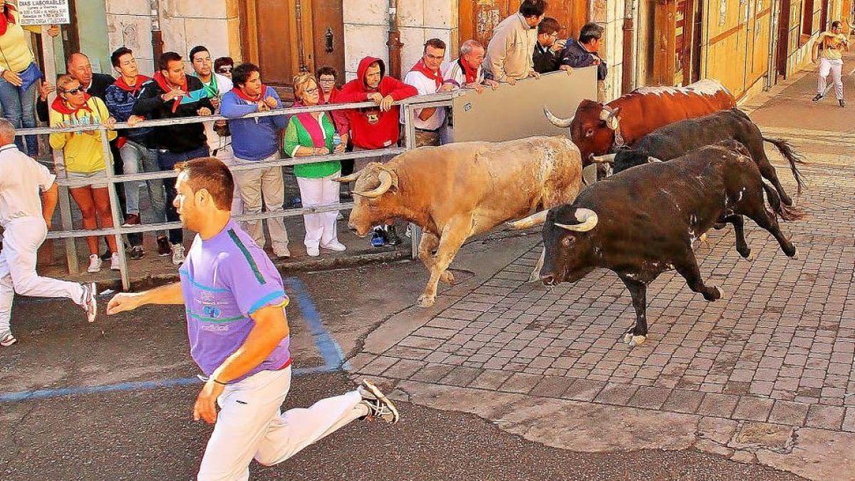 Tercer encierro urbano durante las fiestas de Cuéllar.-ICAL