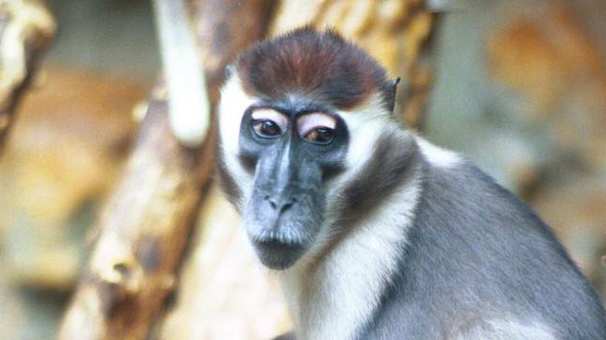 Un ejemplar de mangabei de collar gris del Zoo de Barcelona.-Foto: DANNY CAMINAL