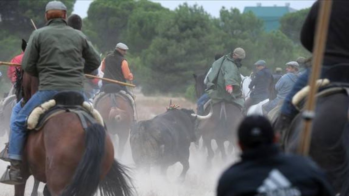 Un momento del festejo del Toro de la Vega de Tordesillas-AFP PHOTO/ CESAR MANSO