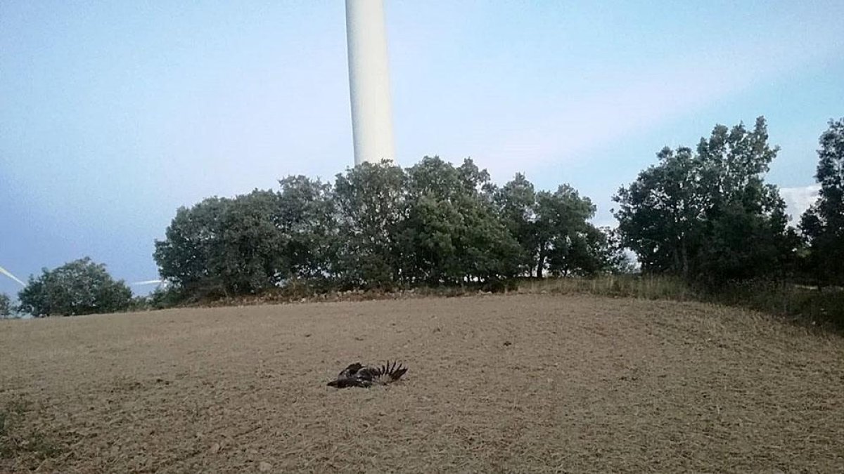 El animal es un ejemplar adulto y anillado, y se encontró en la mañana junto a uno de los molinos.-ECB