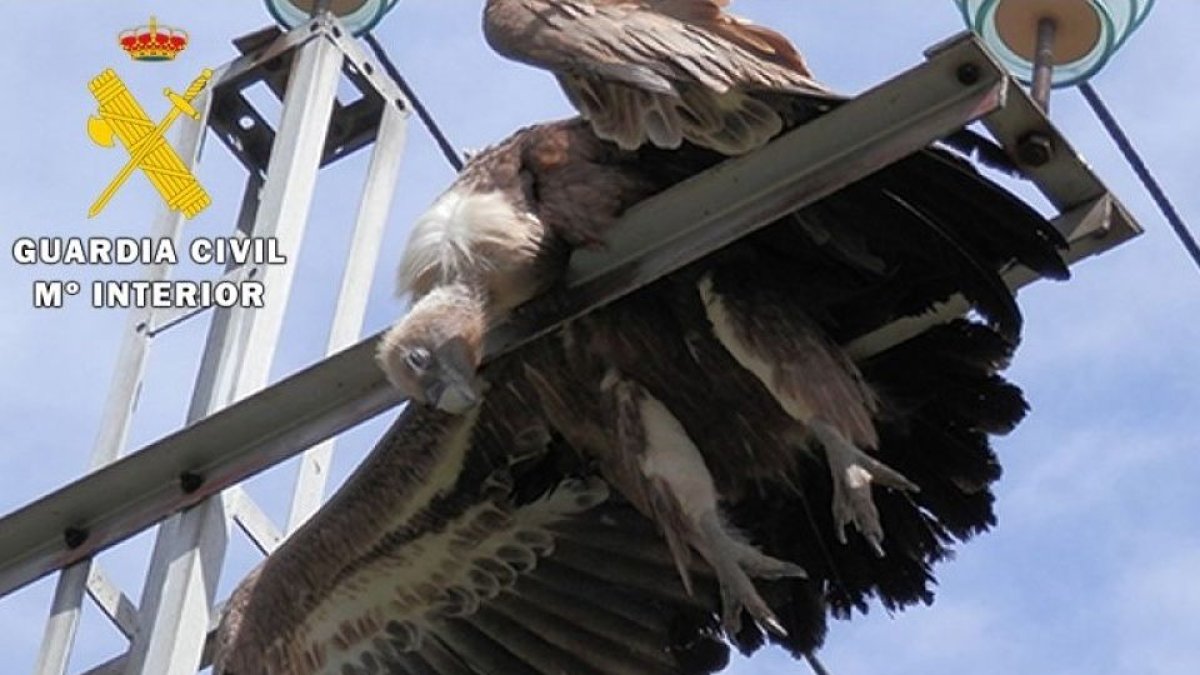 Un ejemplar de buitre muerto en una torre eléctrica. SEPRONA