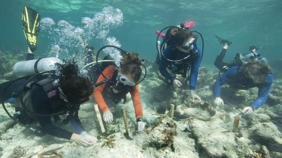 Cerca de 70 buzos de CRF tratando de plantar al menos 1.000 corales para ayudar a mejorar seis arrecifes de los Cayos de Florida.-AP / BOB CARE