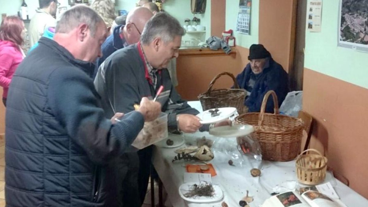 Un momento de las labores de clasificación de los ejemplares hallados durante la salida al campo-G. G.