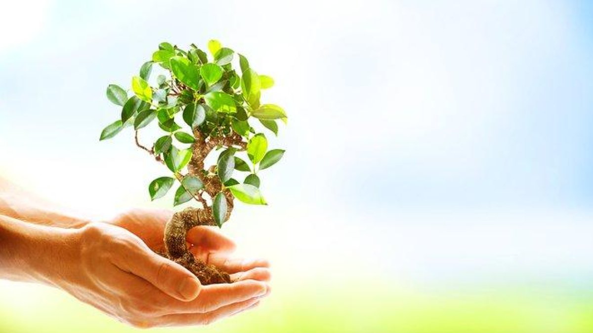 Unas manos sosteniendo una planta.-123RF