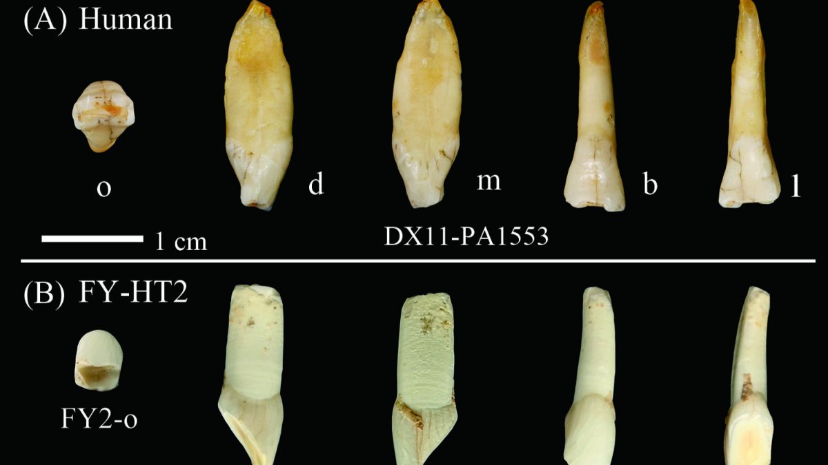 Imagen de los restos fósiles  hallados en el yacimiento chino de Fuyan Caveç. ECB