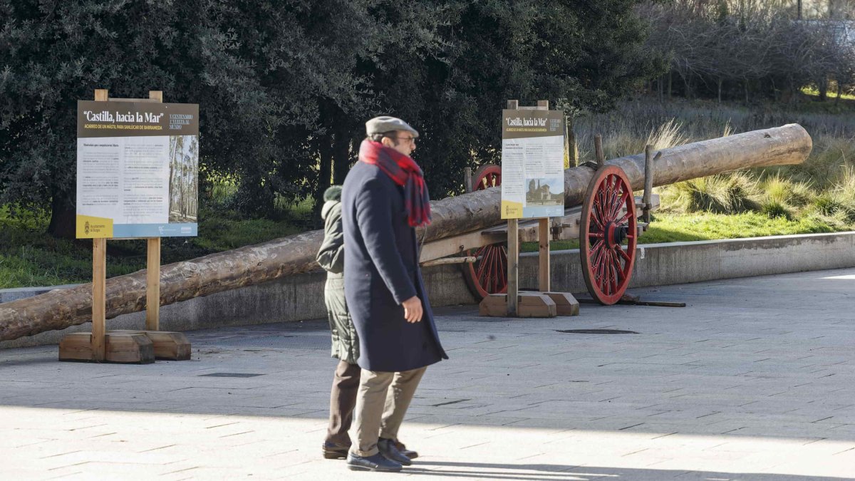 El enorme pino permanece aorillado en un extremo del paseo de Atapuerca para no entorpecer el tránsito peatonal en la zona. SANTI OTERO