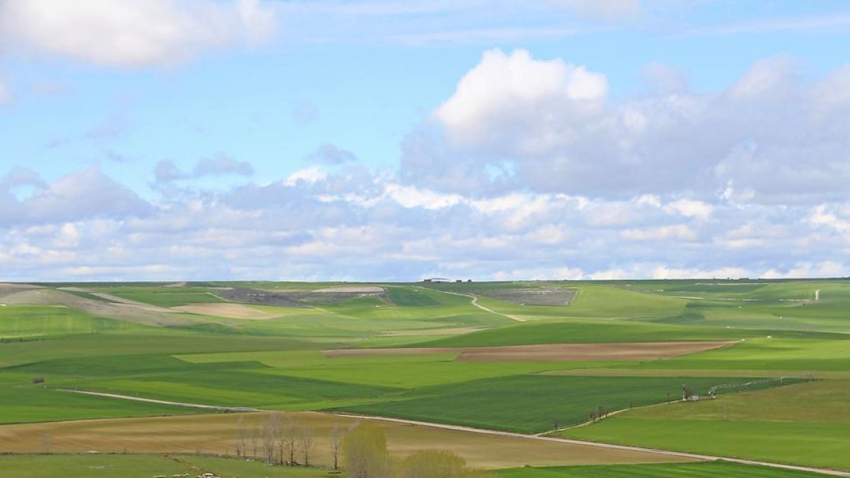 Campos de cereal en Torrelobatón, valle del río Hornija y montes Torozos-MAR TORRES