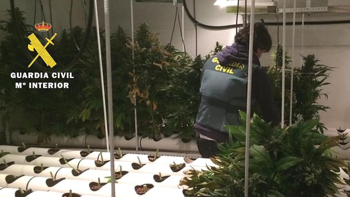 Instalaciones para el cultivo de marihuana que han sido desmanteladas.-Guardia Civil