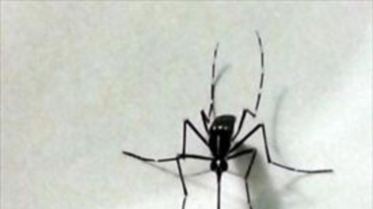 -MOSQUITO ALERT