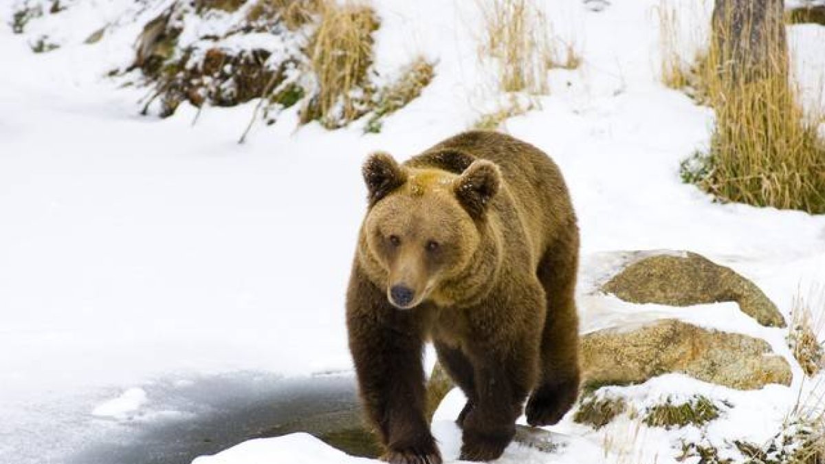 Un oso pardo en los Pirineos nevados.-Foto: IÑAKI RELANZON
