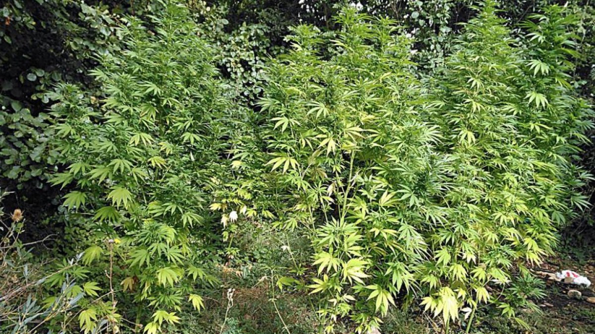 Plantas de marihuna encontradas por la Policía Local.-Policía Local
