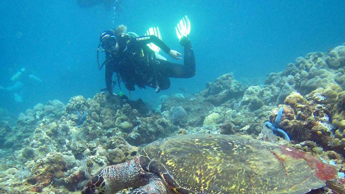 Los submarinistas nadaron ya con tortugas en otro viaje.-DELFÍN CLUB BURGOS