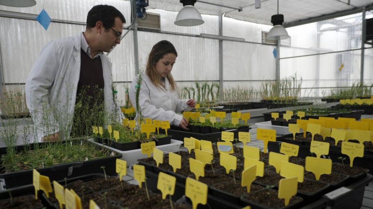 Luis Sanz Andreu y María Guadalupe Fernández en las instalaciones del Instituto Hispanoluso de Investigaciones Agrarias de Salamanca (Ciale). L-REPORTAJE GRÁFICO: ENRIQUE CARRASCA