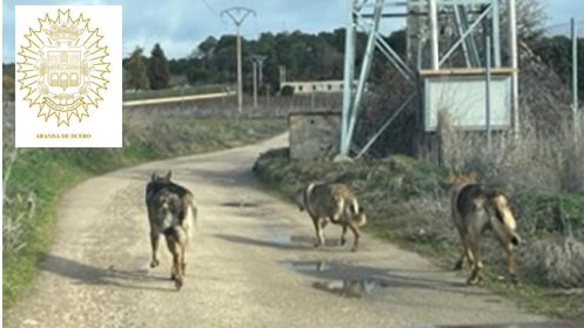 Imagen de los perros lobo sueltos
