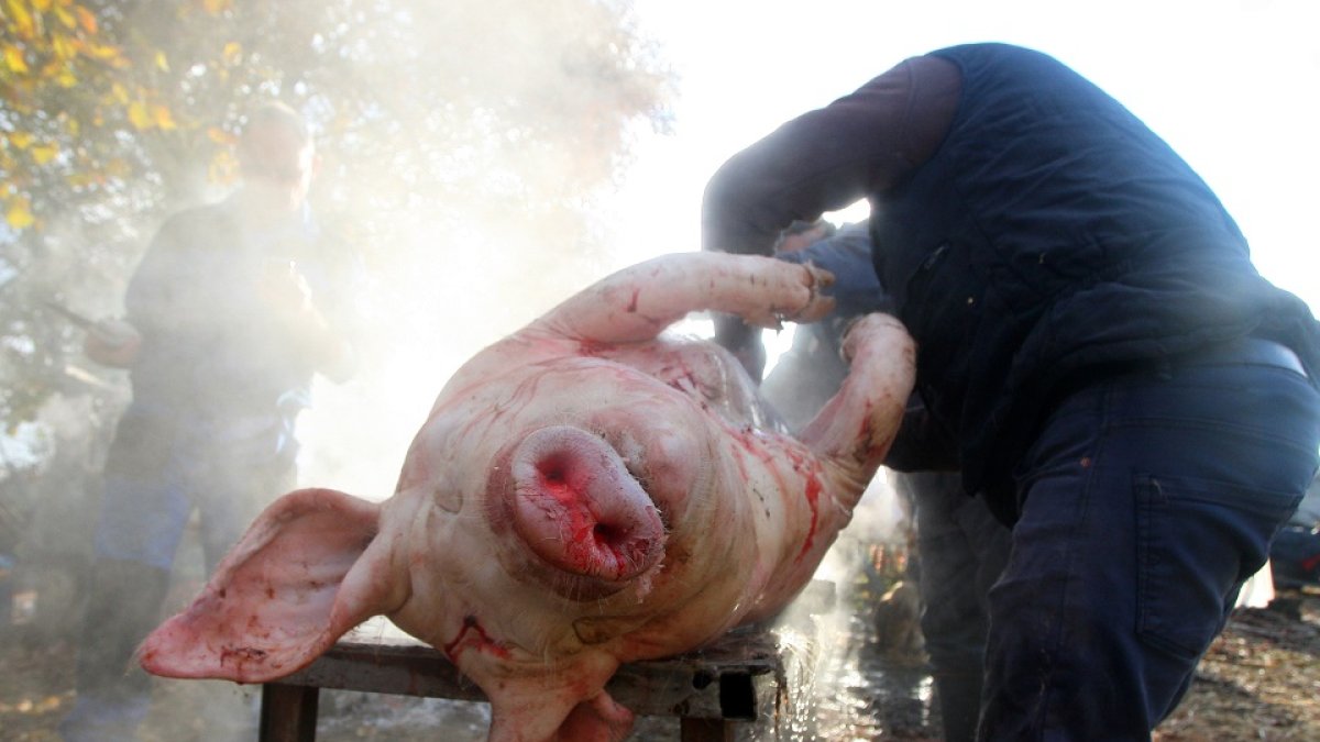 <p> Matanza tradicional en El Bierzo.- ICAL </p>