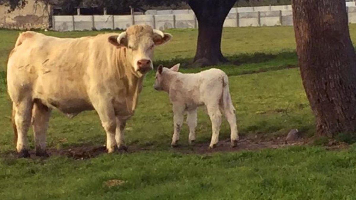 Una de las vacas monitorizadas en la granja de Boadilla (La Fuente de San Esteban) pocos días después de parir.-E. M.