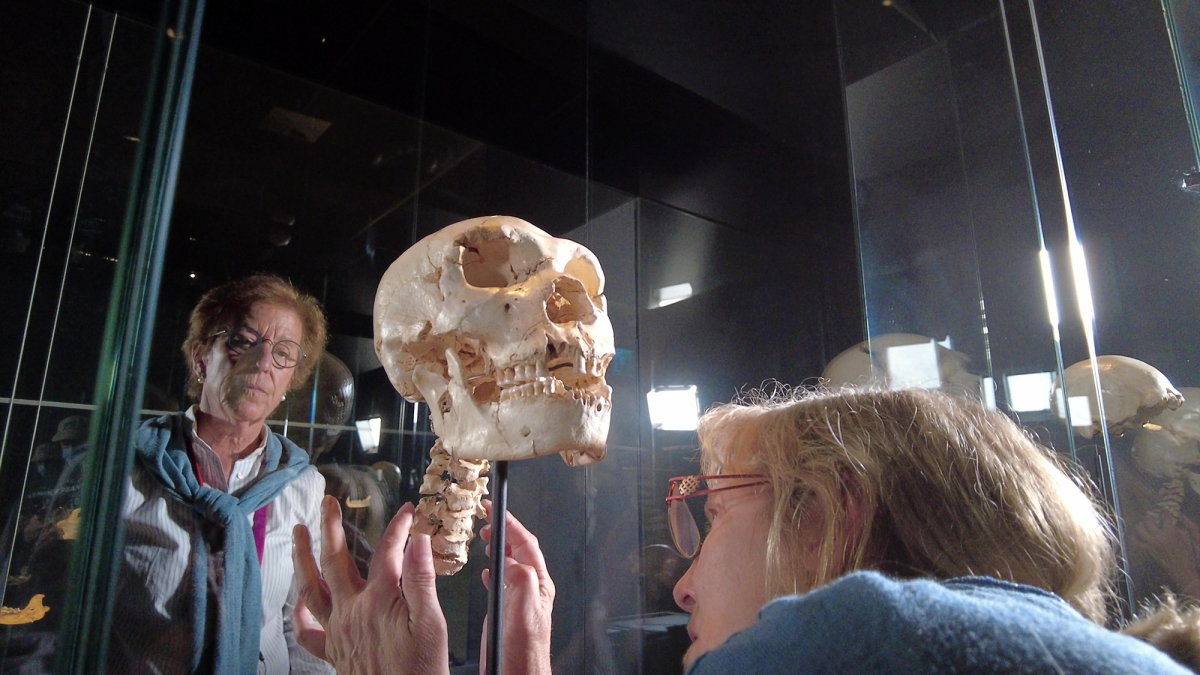 Aurora Martín y Mari Cruz Ortega realizan el montaje de las vertebras del Cráneo 5 que se pueden ver en el Museo de la Evolución.
