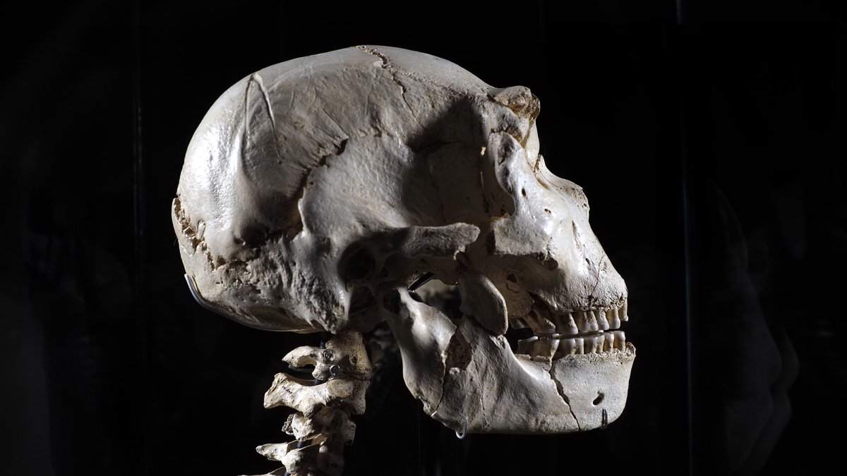 Cráneo 5 con vertebras cervicales que ya puede verse en el Museo de la Evolución. JAVIER TRUEBA