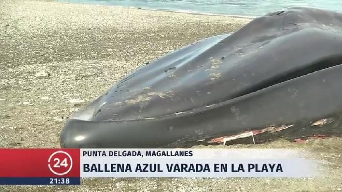 Una ballena azul varó en el borde costero y no sólo llamó la atención por sus 30.000 kilos.-/ PERIODICO (YOUTUBE)