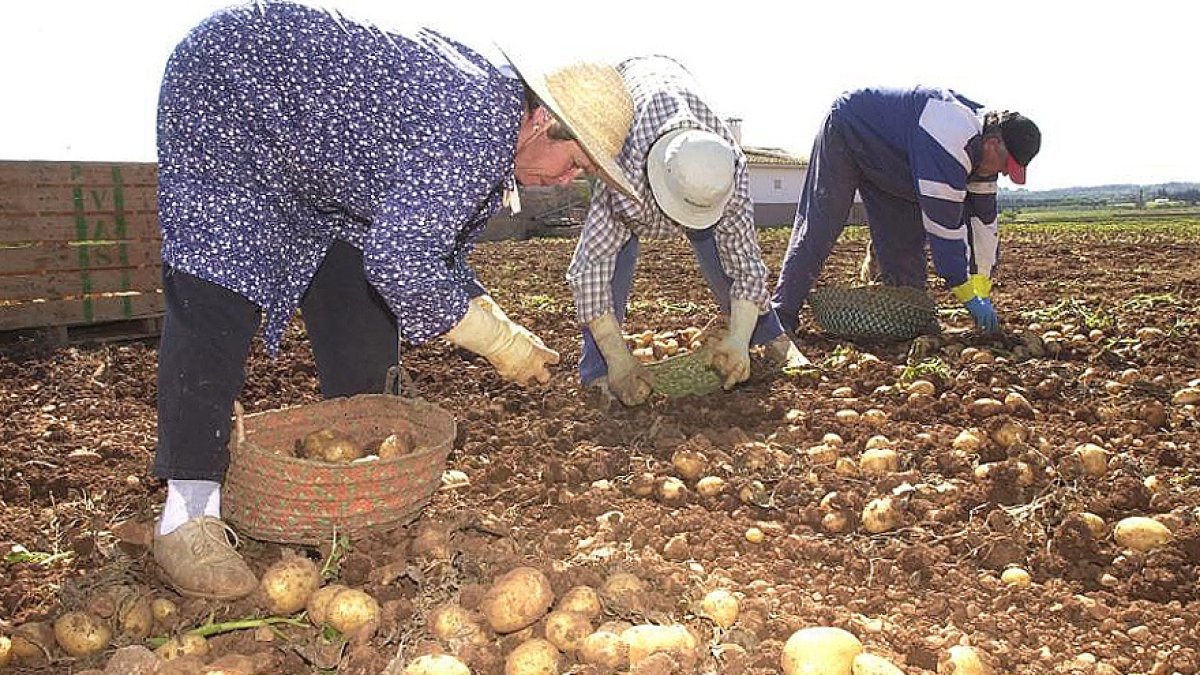 HORIZONTAL. PUEBLOS. SA POBLA. AGRICULTURA. RECOGIDA DE LA PATATA. FORA VILA.