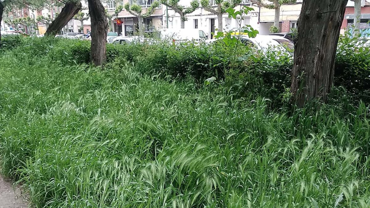 Aspecto que presentaba ayer el parque de Fuentecillas, acontinuación del paseo de la Isla.