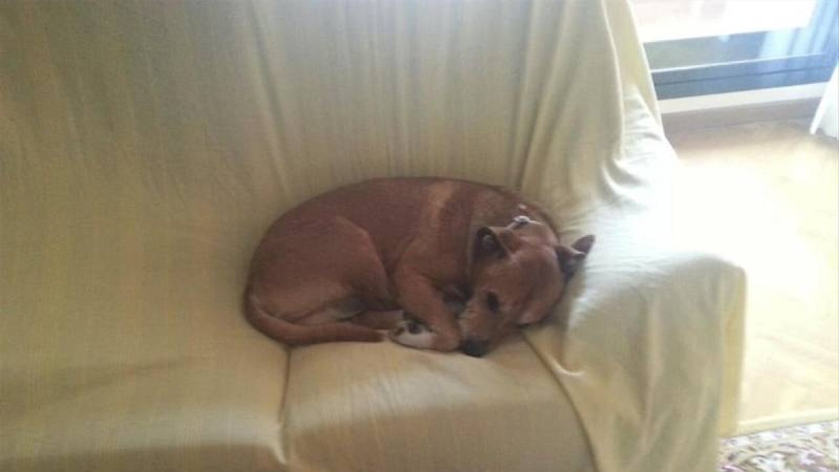 Excalibur, el perro de la auxiliar de enfermería contagiada por ébola.-