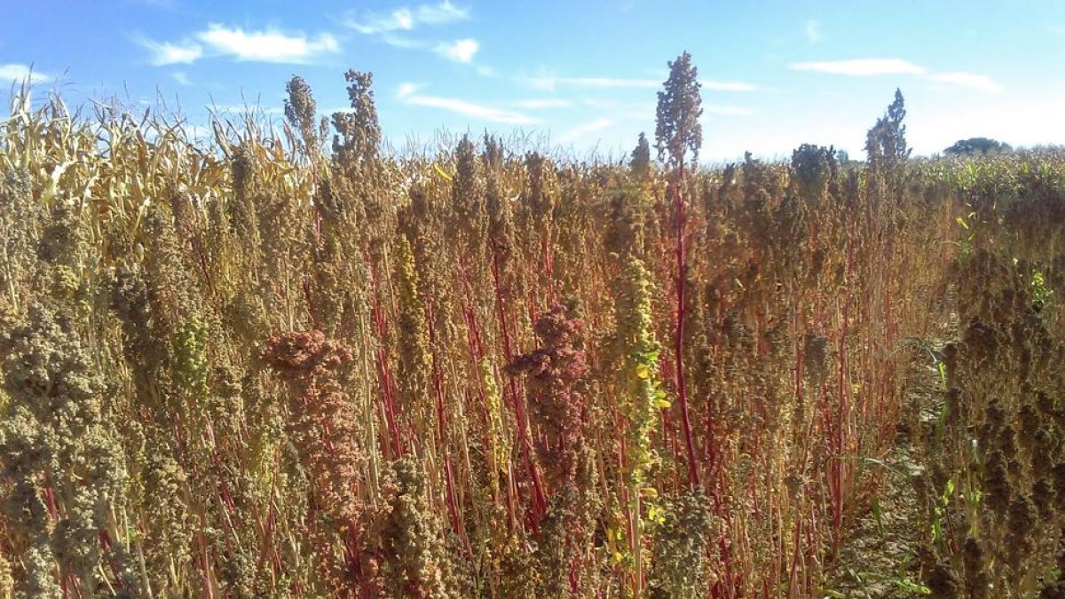 Campo de ensayo de quinoa del Instituto Tecnológico Agrario, Itacyl, en Arcos de la Polvorosa, en la provincia de Zamora.-ITACYL