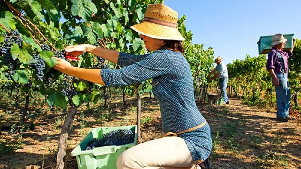 Noventa bodegas han iniciado ya las tareas de recogida.-L. V.