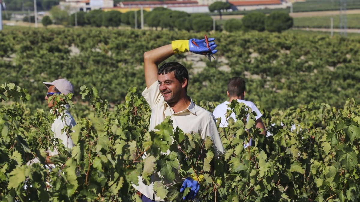 Aunque ya se han recolectado 95 millones de kilos de uva, todavía queda mucho por vendimiar. ICAL