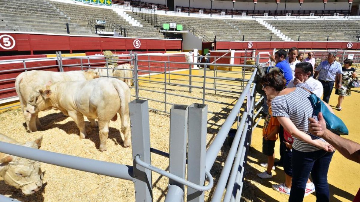 La Feria Ganadera se celebra en la plaza de toros de Soria cada mes de septiembre.-ÁLVARO MARTÍNEZ