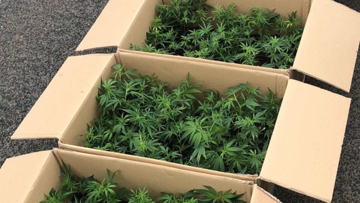 Marihuana incautada al detenido. GUARDIA CIVIL