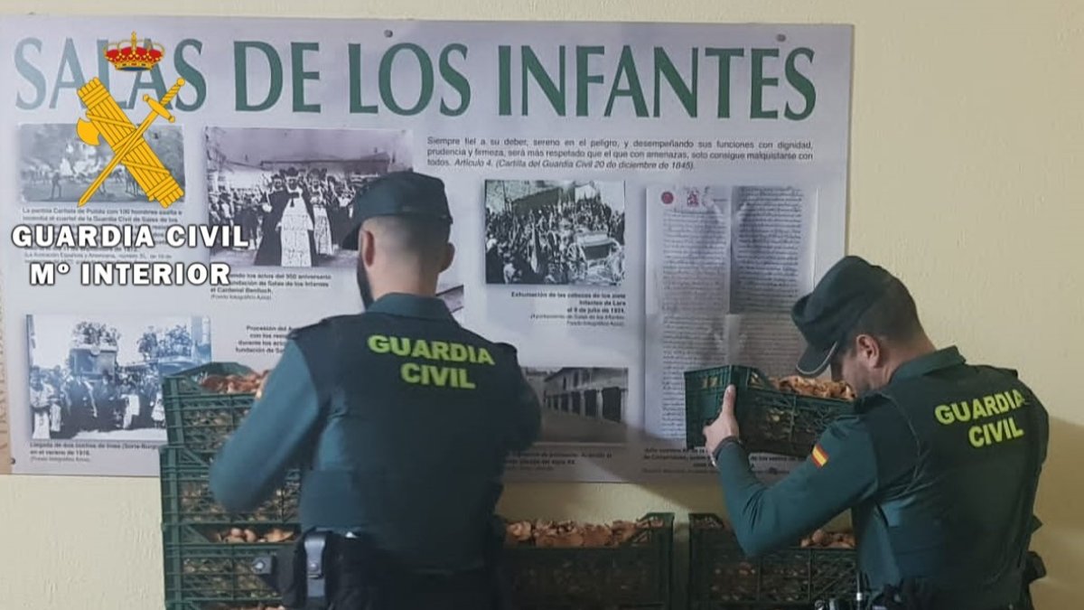 Sorprendidos con 180 kilos de níscalos. GUARDIA CIVIL