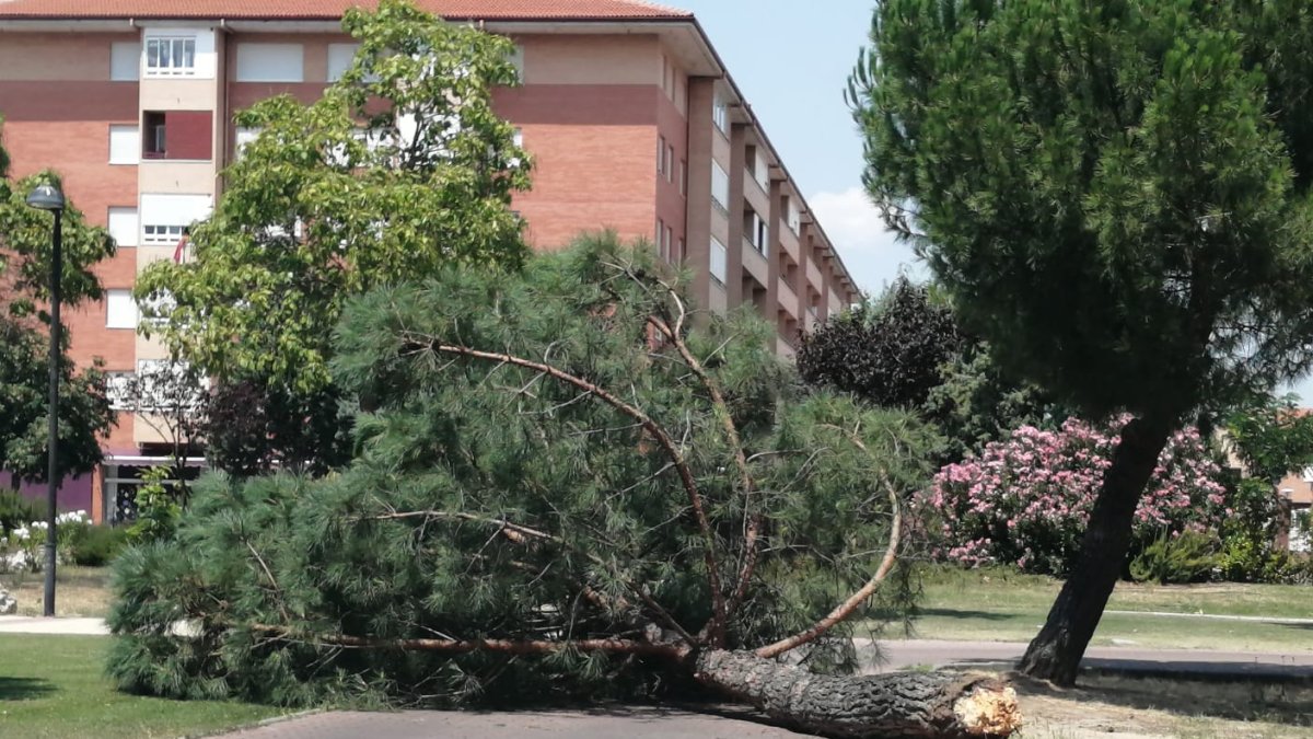 El pino se partió y cayó sobre la acera. L. V.