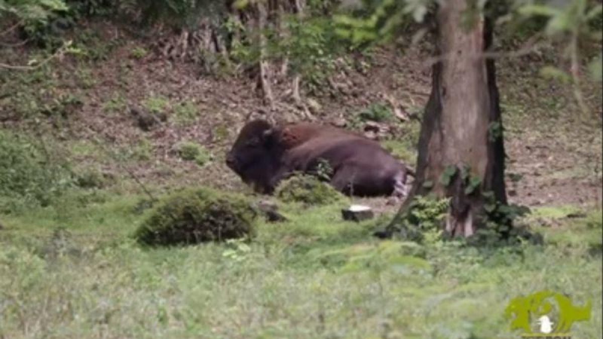 Es el primero en 8 años. Este suceso, se logra luego de una ardua labor por parte de nuestros técnicos del zoológico.-ZOODOM