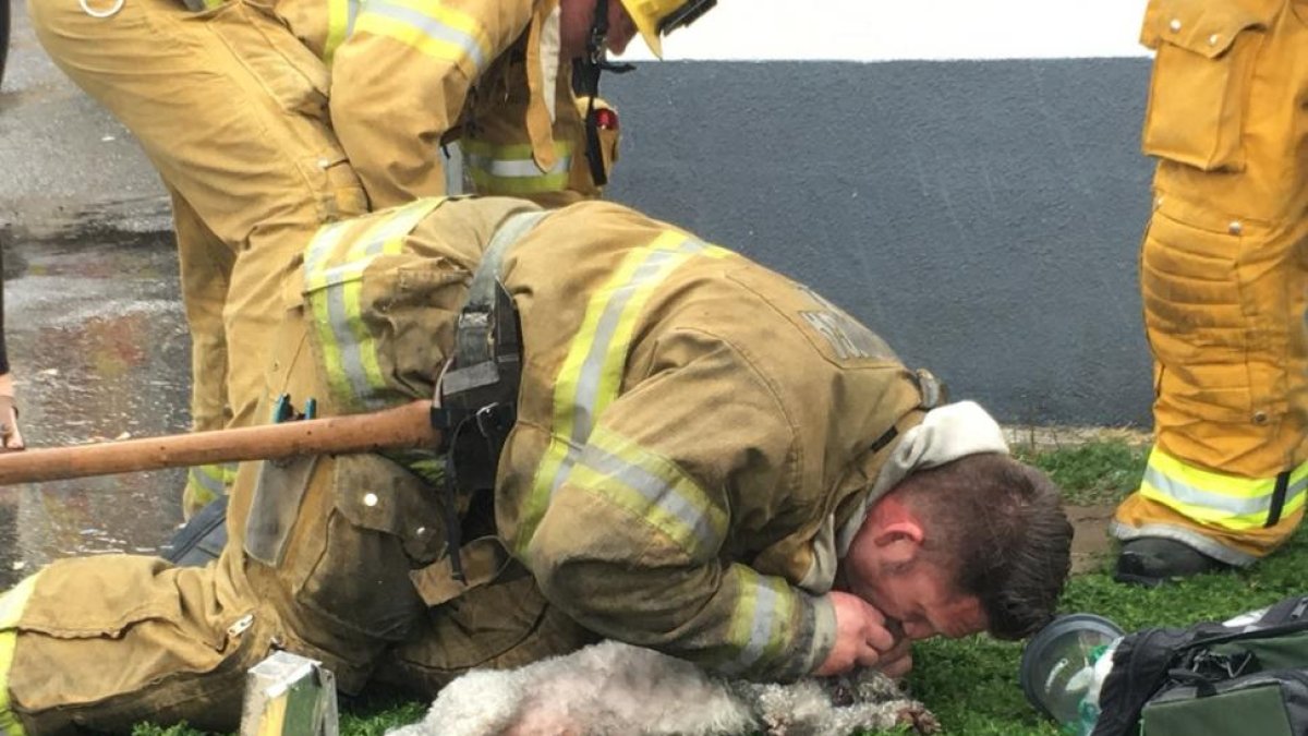 El bombero estadounidense Andrew Klein hace el boca a noca al pero Nul.-BILLY FERNANDO / SANTA MONICA FIRE DEPARTAMENT