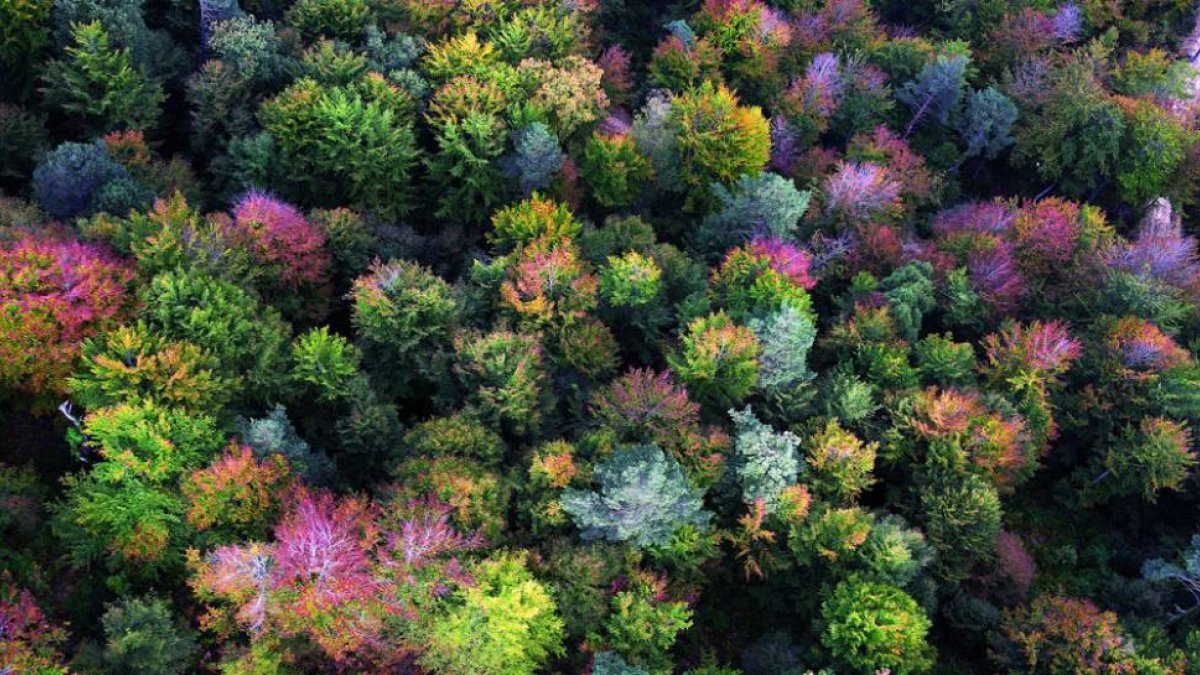 Los Montes Obarenes destacan por su riqueza arbórea .-PATRIMONIO NATURAL