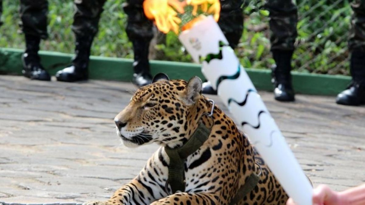 El jaguar 'Juma' durante la ceremonia de paso de la antorcha en Manaos.-JAIR ARAUJO / AP