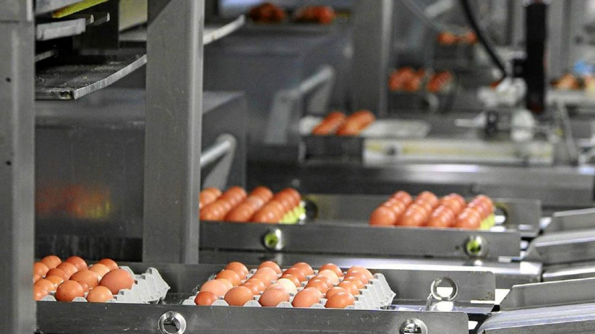 Instalaciones de la granja Pinilla en la provincia de Valladolid, uno de los productores integrados en la Plataforma comercial.-E. M.