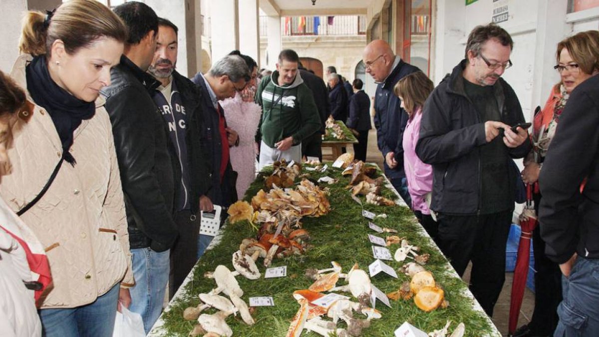 La asociación organiza jornadas divulgativas sobre setas.-G. GONZÁLEZ