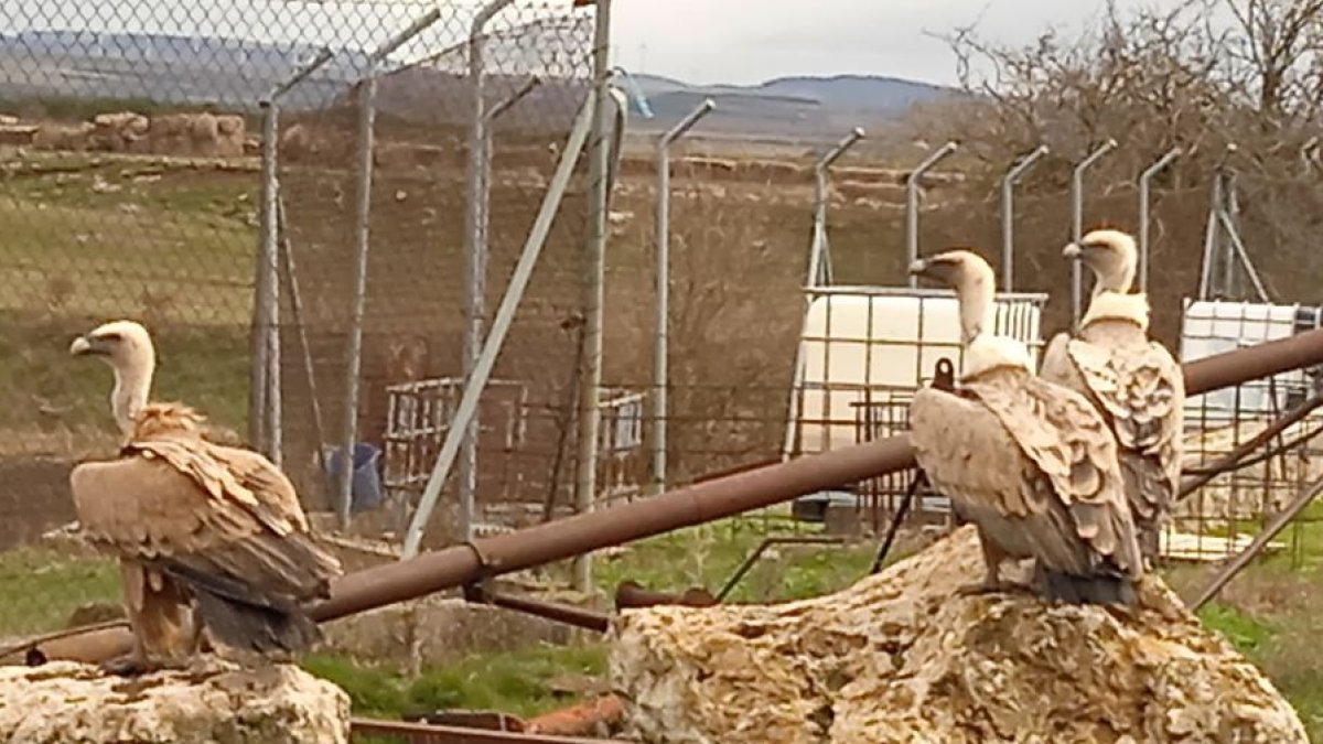 Tres buitres en la instalación ganadera ubicada a escasos metros del enclave en el que se proyecta el parque. J.M.C.